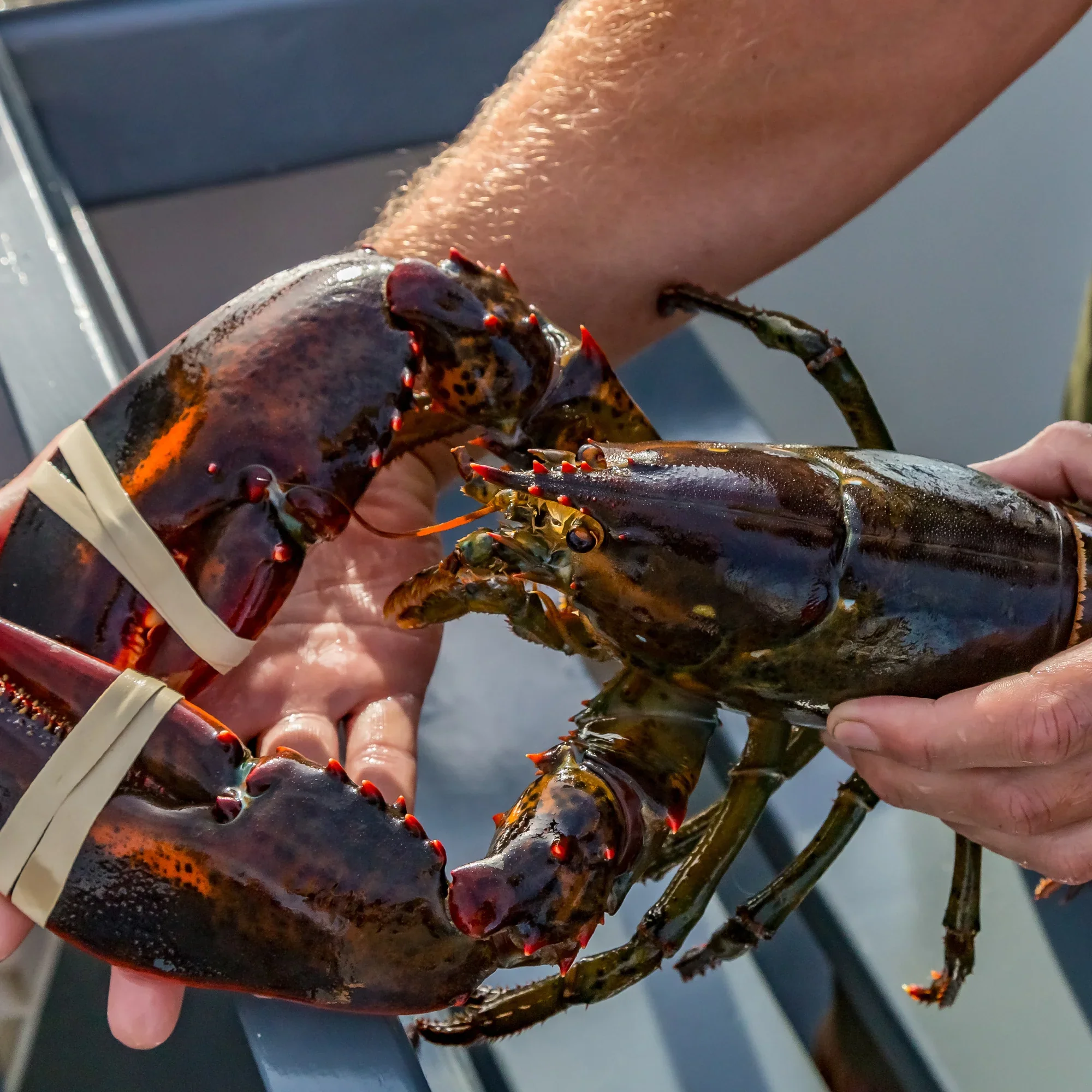 40-qt Stainless Stockpot with Basket - Image 4